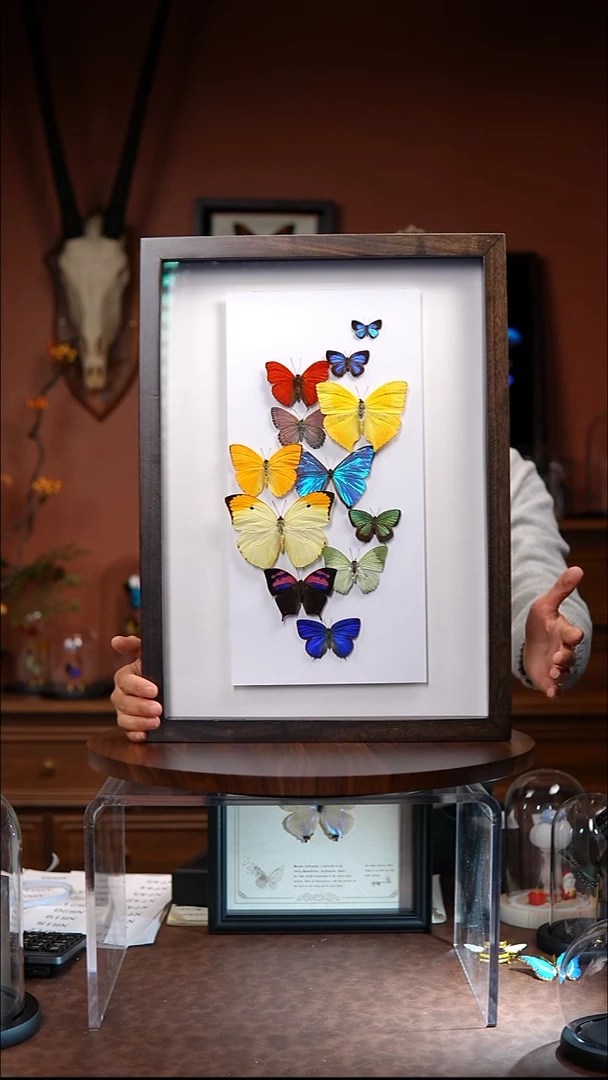 七彩祥云多彩蝴蝶组合