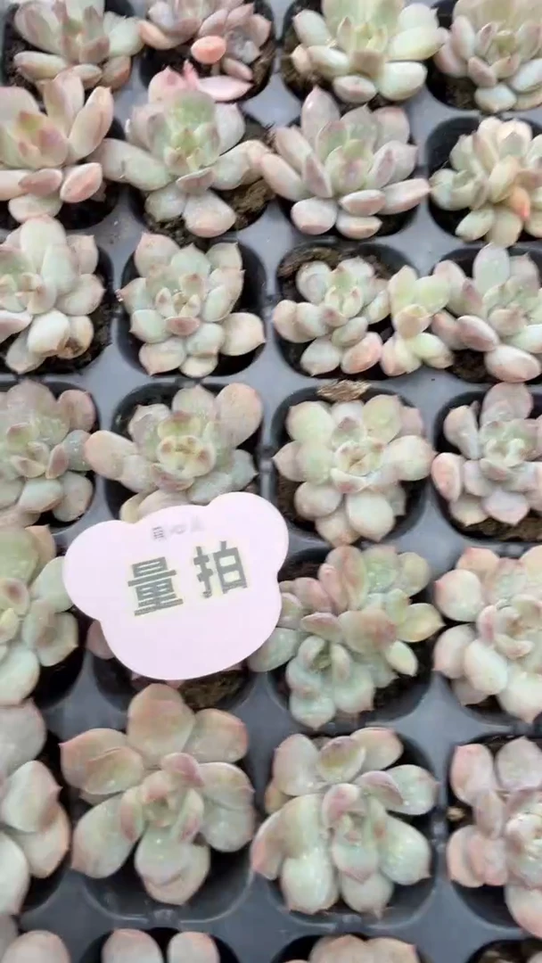 红色恋人 量拍混发 9块9包邮