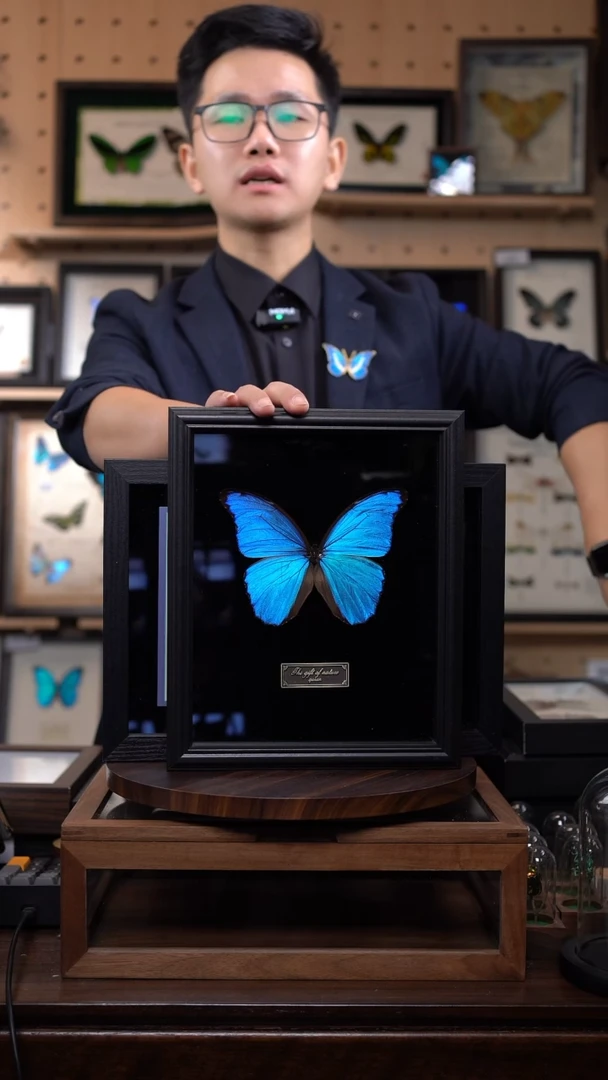 大蓝闪蝶10寸竖黑丝绒底带证书