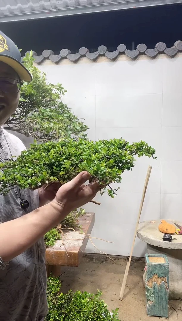 大量花朵（建议范围：8朵-15朵 或40%以上）战*海岛栀子花