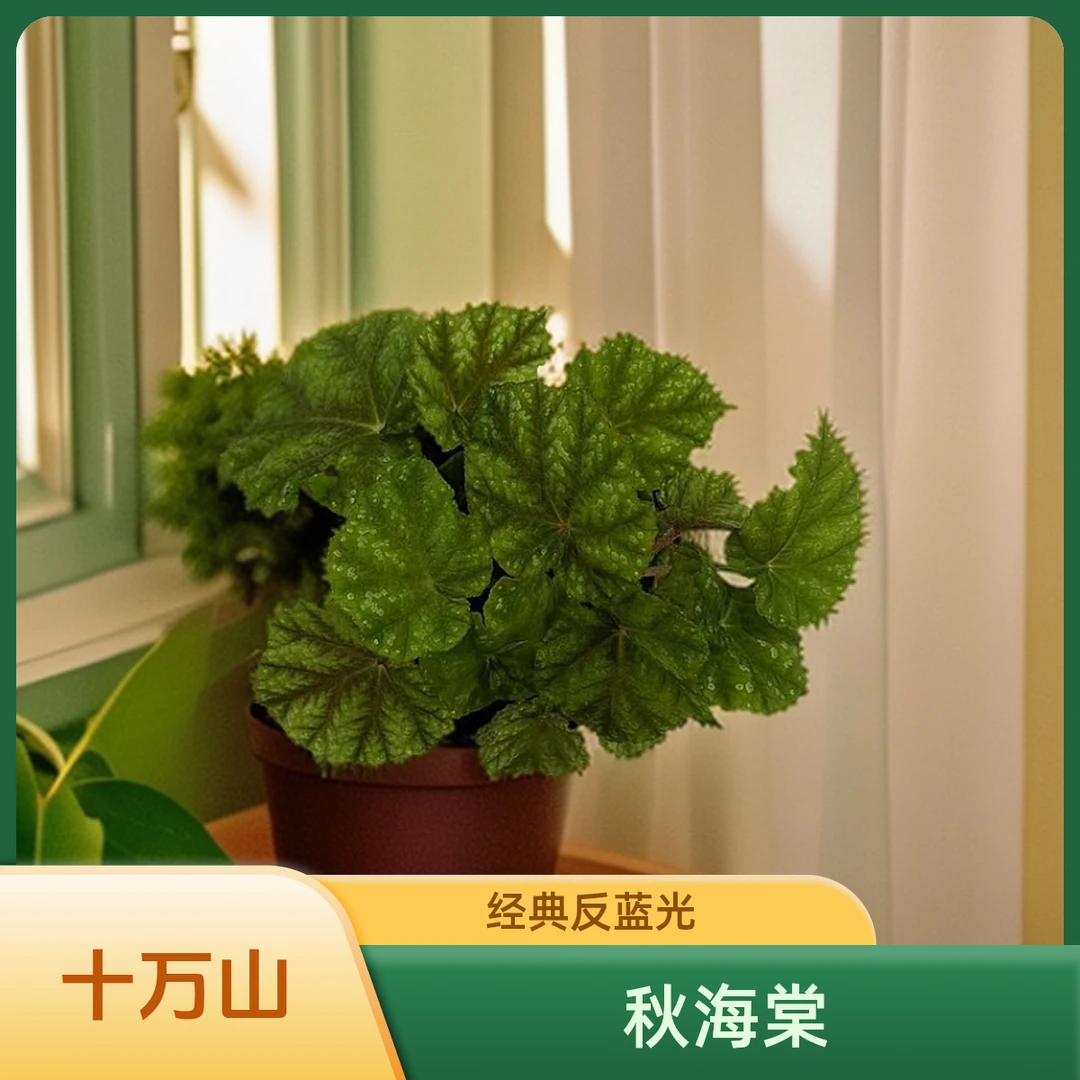 十万山 秋海棠热植 网红款秋海棠不包叶损《两单包邮》