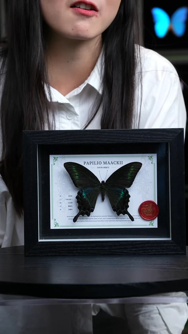 绿带翠凤蝶夏型8寸黑框国风版