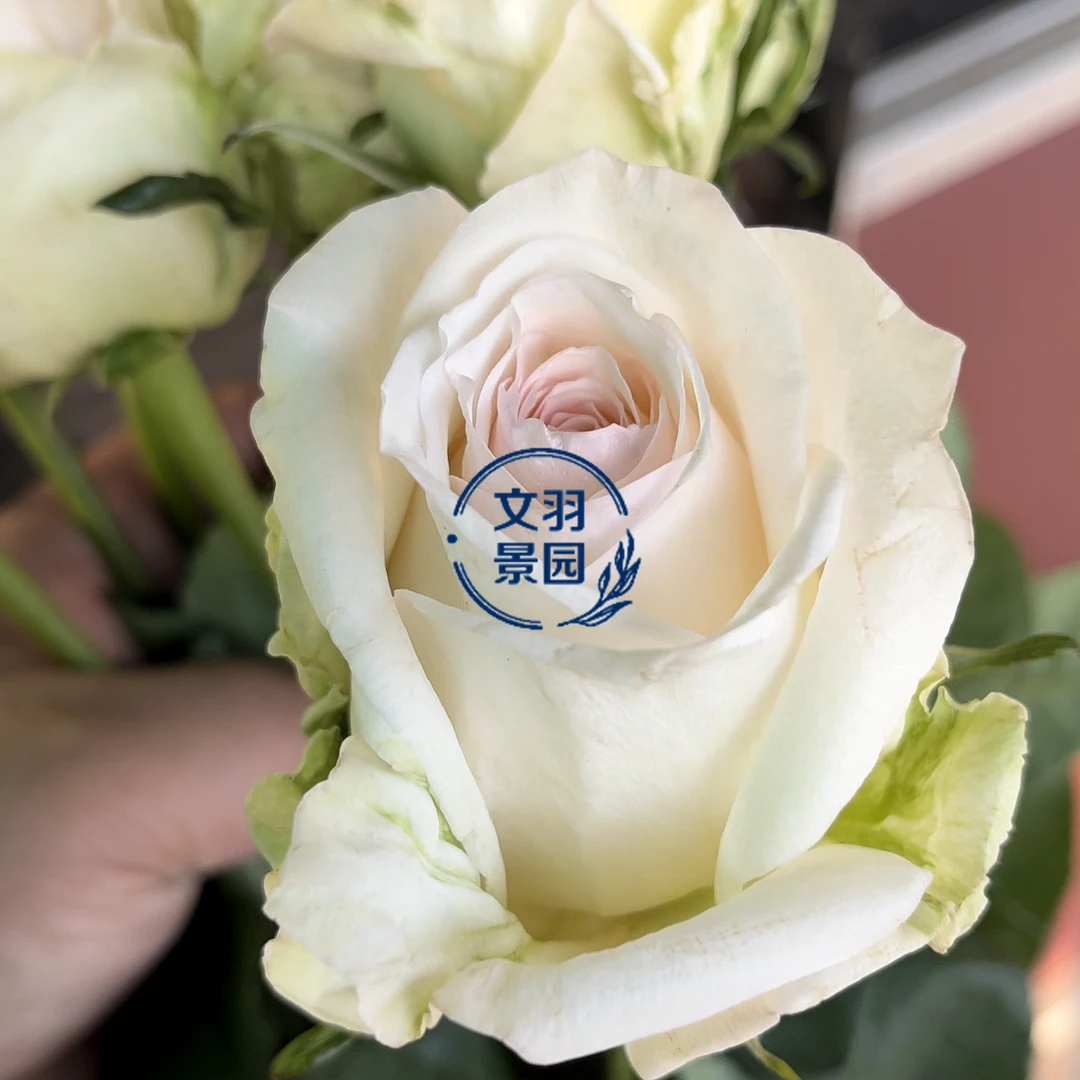文羽景园【含香】切花月季多季节重复开花