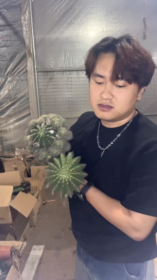 2颗 实生根 金刚彩草杂交 8-11cm