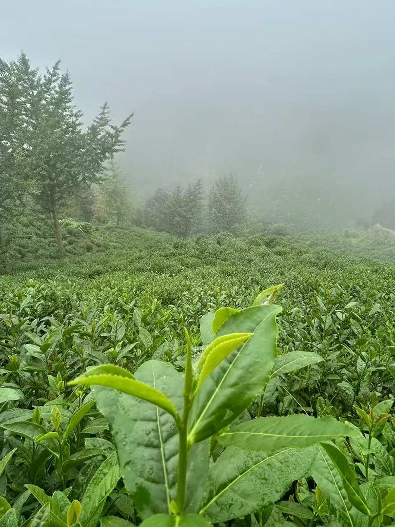 2021年白露老白茶寿眉饼 福鼎白茶 干仓存放 300克 甘甜醇厚 汲雾