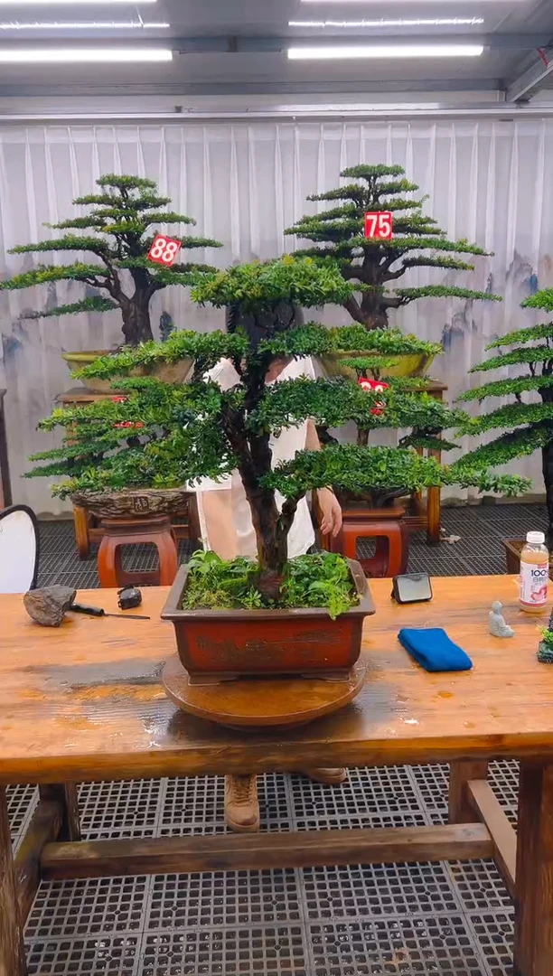 无花朵精品盆景直播间一物一拍