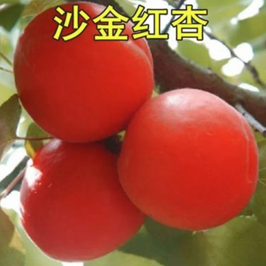 【嫁接杏树苗】沙金红杏大果红杏帝王杏南方北方新品耐寒抗旱果树苗