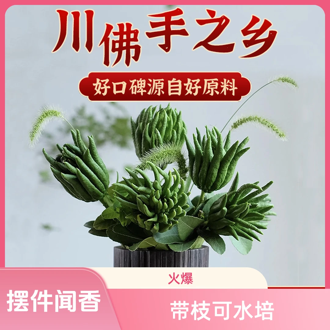 【中果】佛手鲜果水培摆件观赏中果2个共700-800g（断枝不售后）