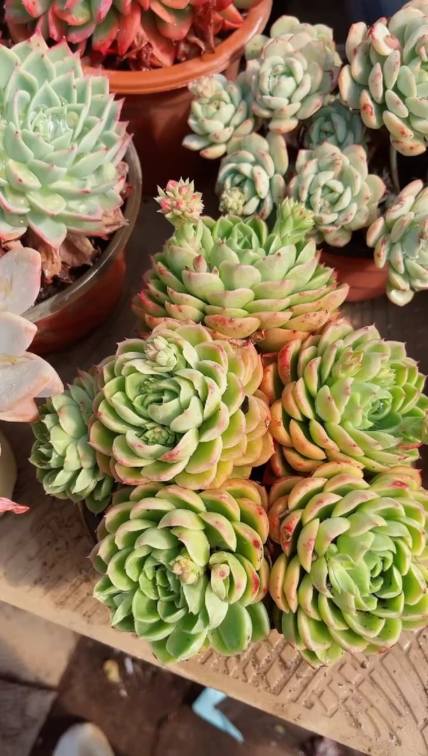 【闪购商品】19015