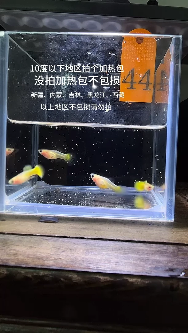 孔雀鱼黄金玻璃普通体44