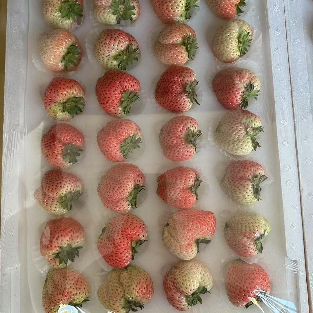 红颜久久白色奶油草莓 香味浓郁口感吗脆甜