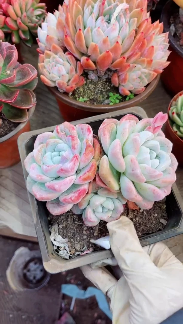 【闪购商品】12082