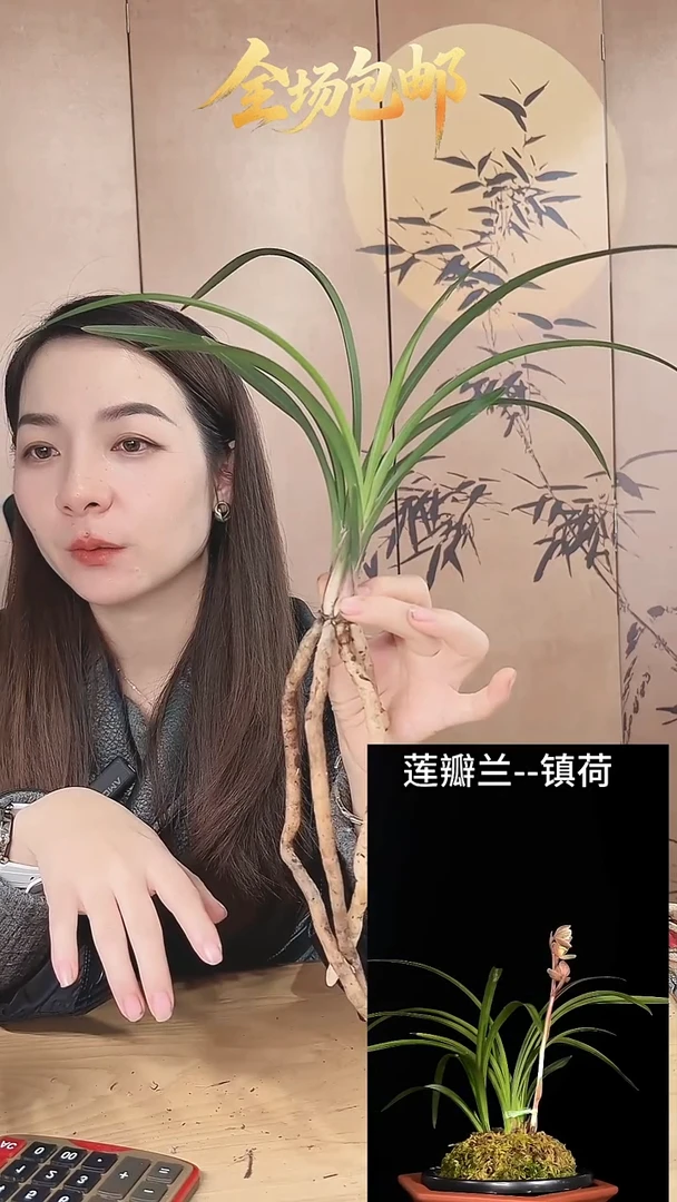 当前无花栽培后可以开花：镇荷