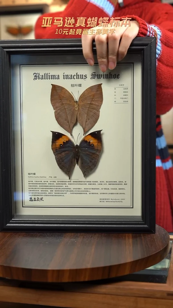 枯叶蝶正反两只中文版10寸欧式框