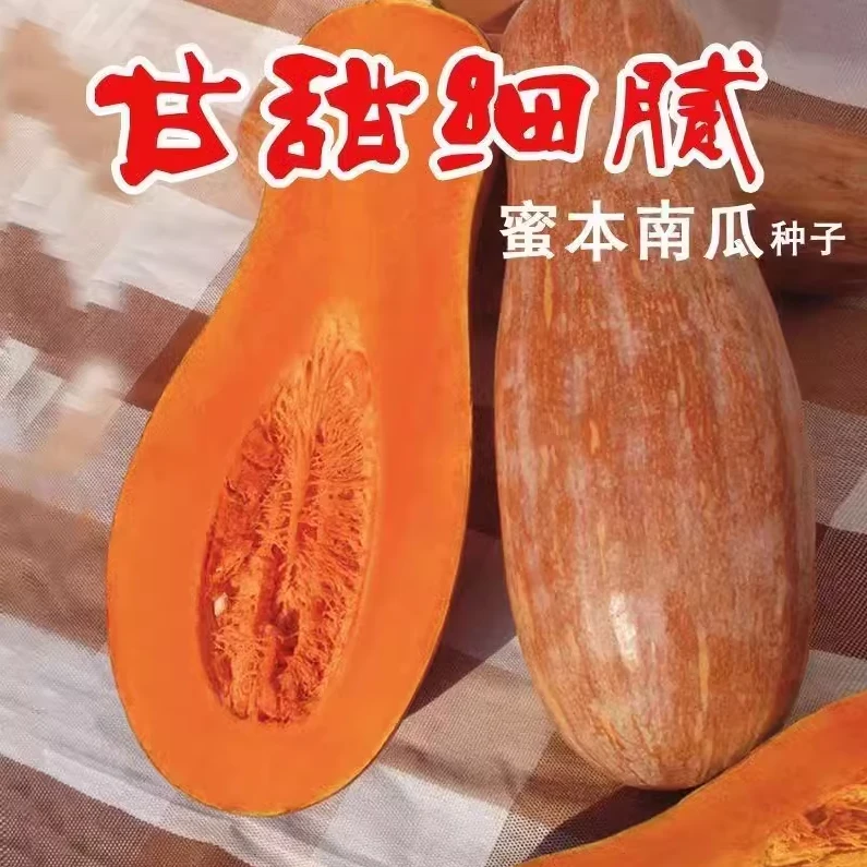 蜜本南瓜种子 老品种超甜长南瓜种籽高产红皮早熟奶油南瓜种子