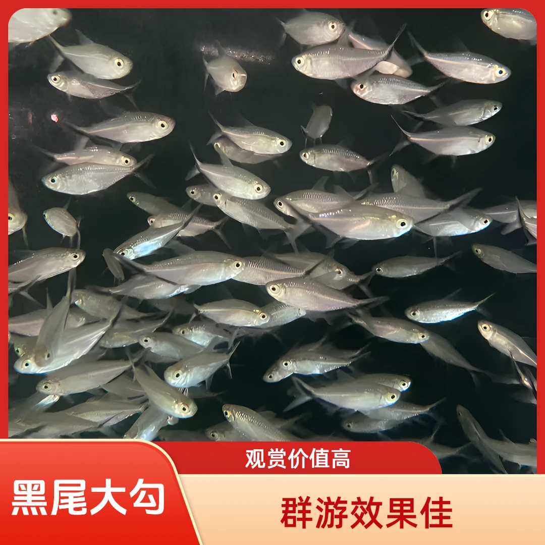 黑尾大勾小型热带观赏鱼活体适合草缸群游好养耐活