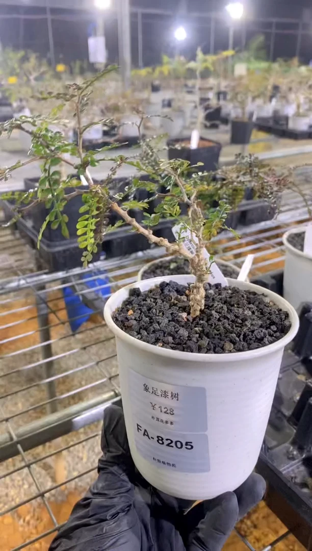 【闪购商品】象足漆树FA-8205