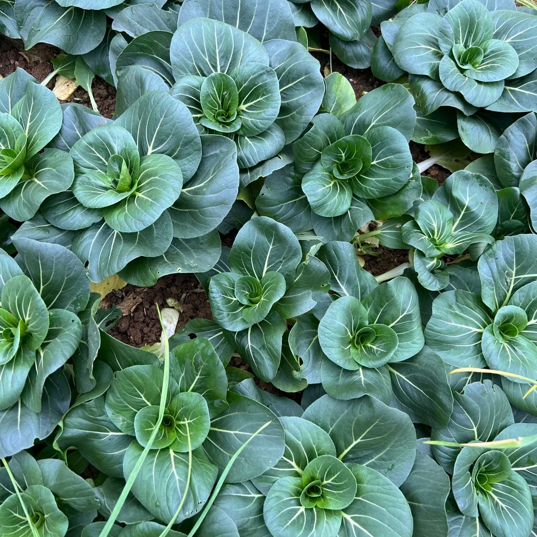 (新上市)本地苏州青大青菜烧的烂顺丰现摘包邮