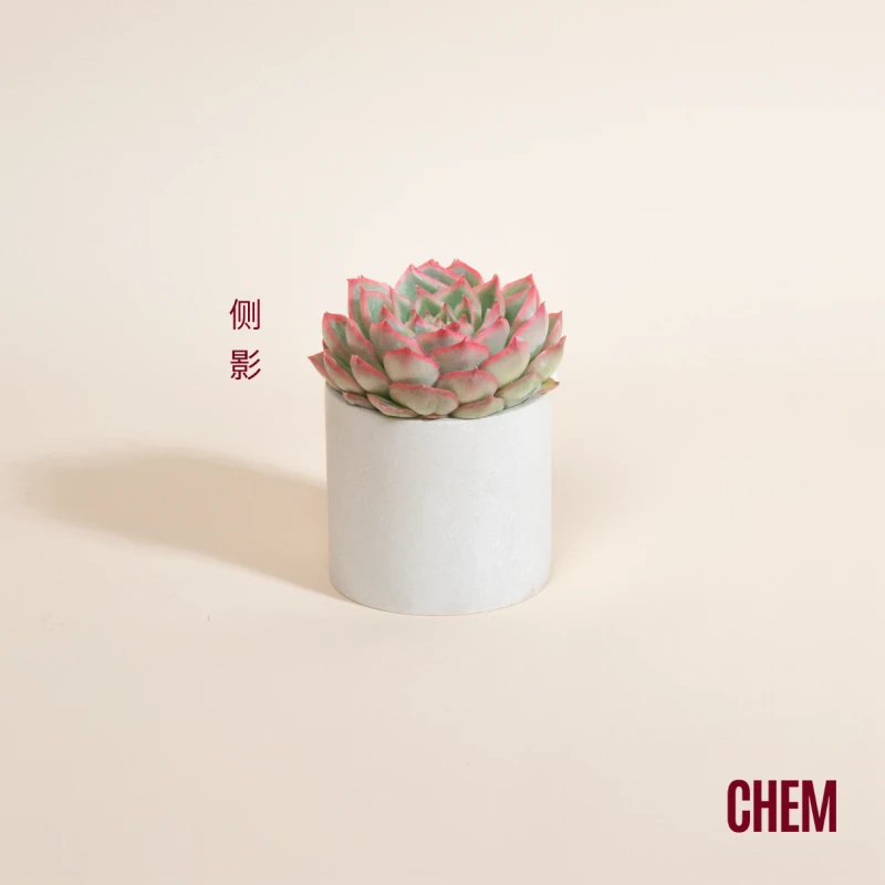 【CHEM】侧影办公室内桌面绿植多肉植物盆栽懒人好养活带盆发货
