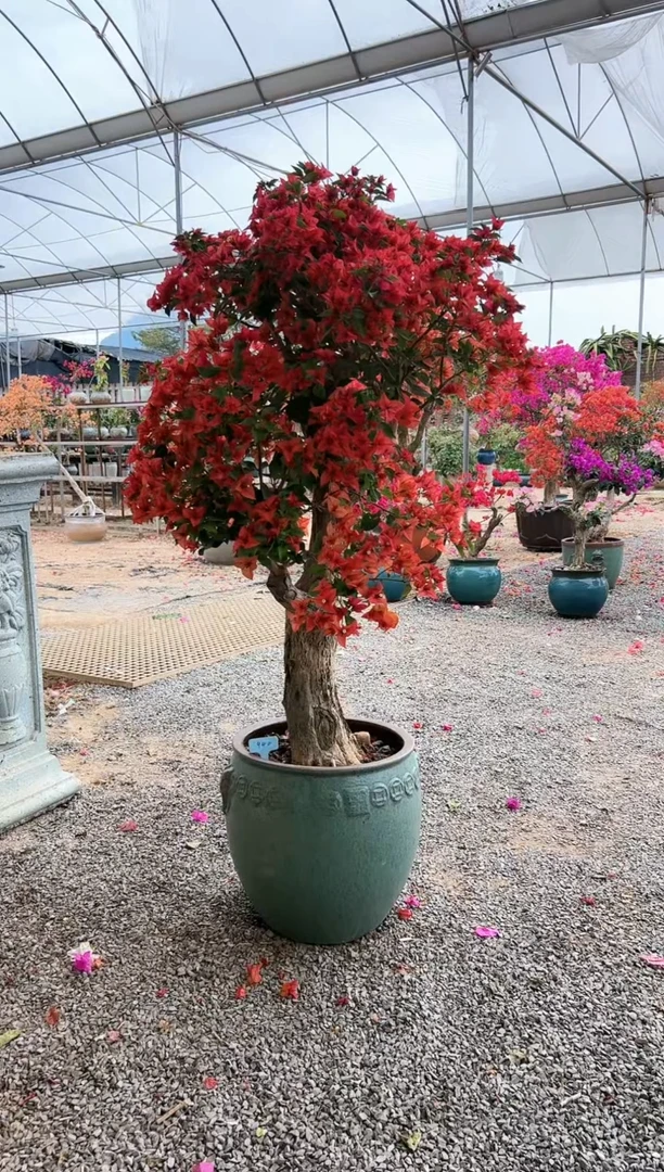 【闪购商品】aa932