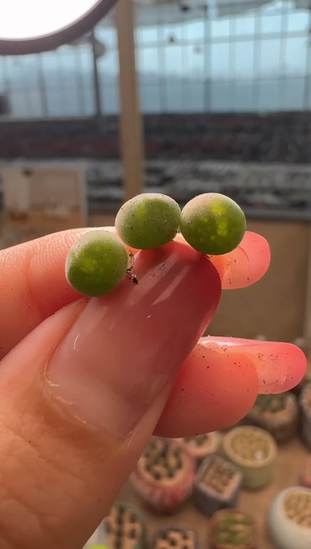 19-139多肉植物肉锥空蝉一颗