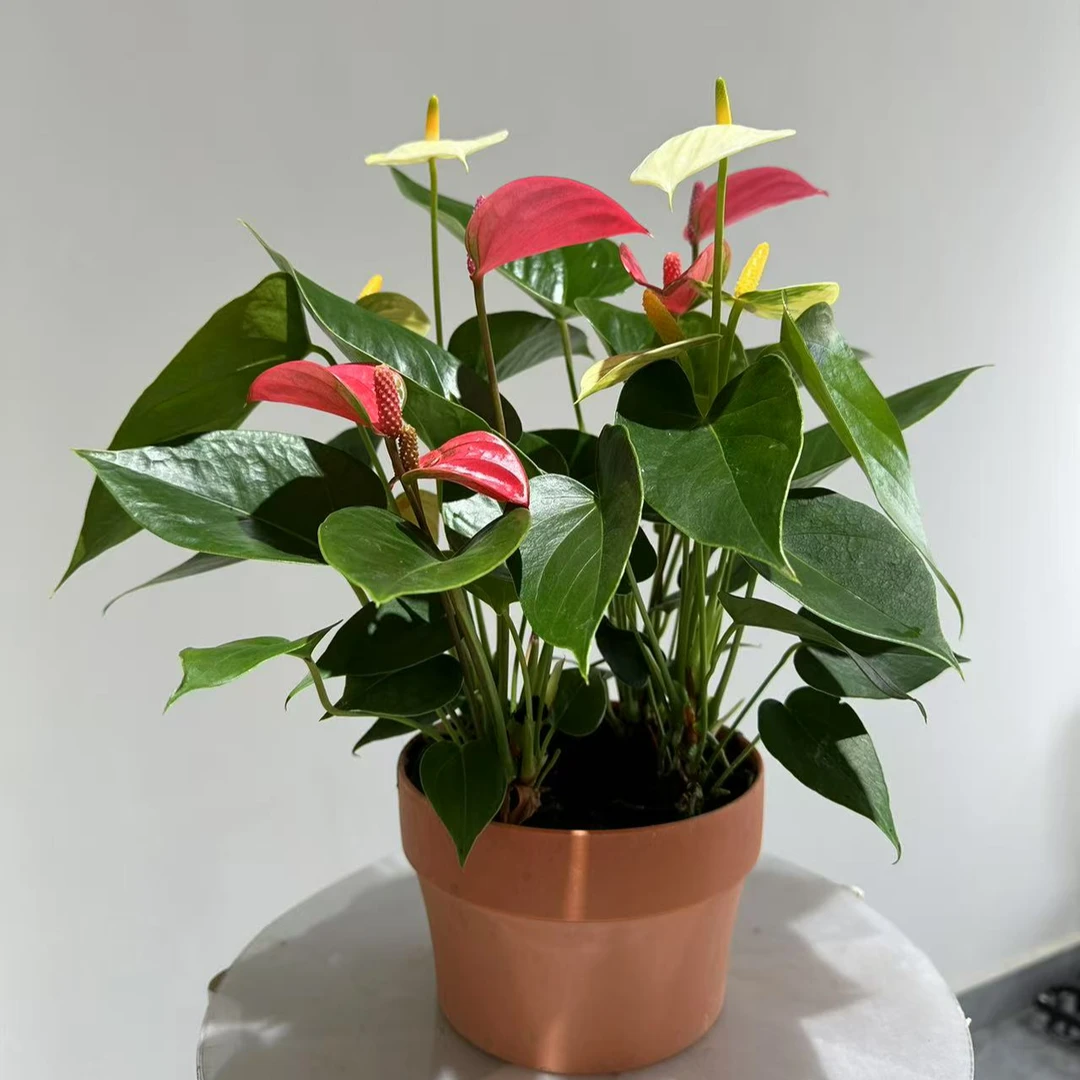 【黄粉混色掌-150盆】飞黄腾达四季开花10-15朵花4株苗带吸水盆发货