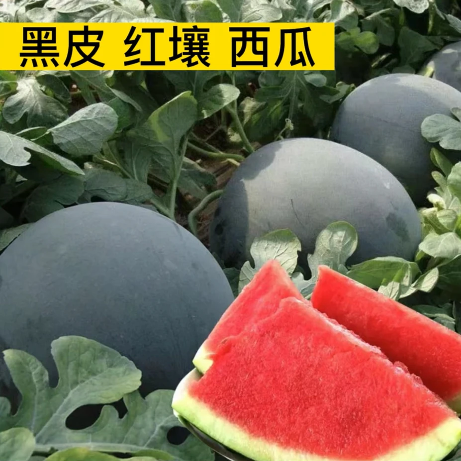 黑皮西瓜西瓜种子适应性强好活四季种植西瓜种子甜脆夏季水果种子