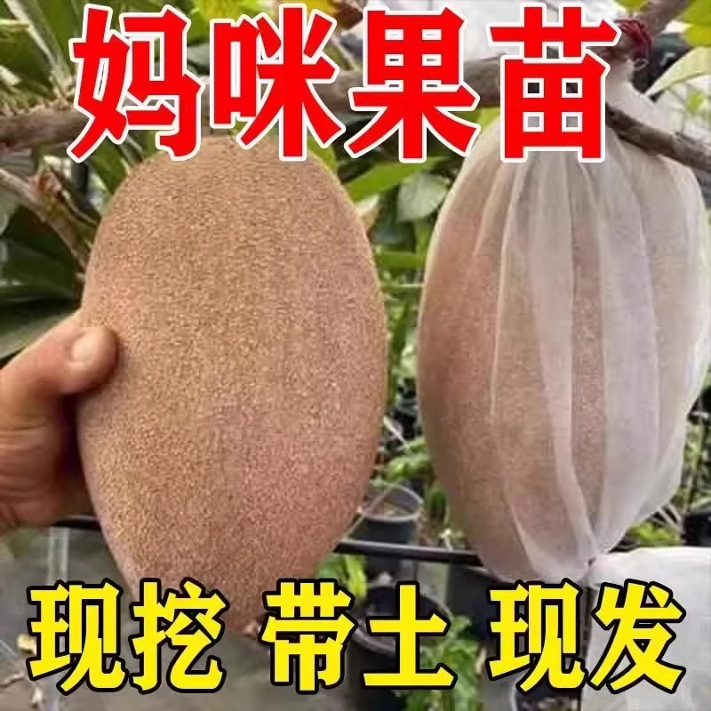 新品种马加纳妈咪果树苗盆栽地栽庭院阳台南北方四季种植果树苗