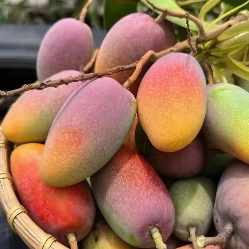 【崖州味道】海南贵妃芒热带水果新鲜采摘香甜多汁带箱8斤装