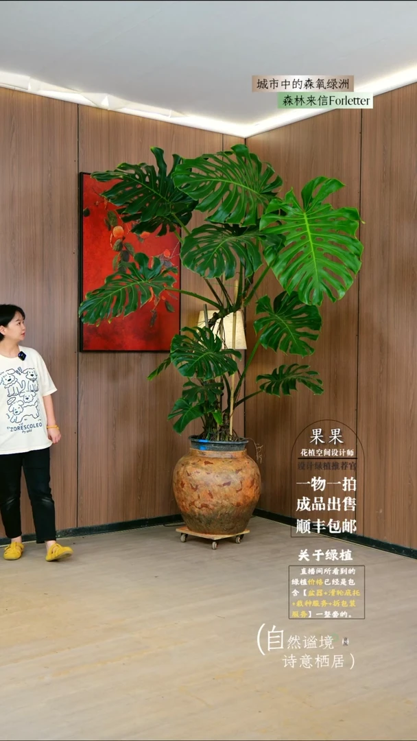 无花朵叶****n大型原生老桩龙鳞春雨一整套送货上门