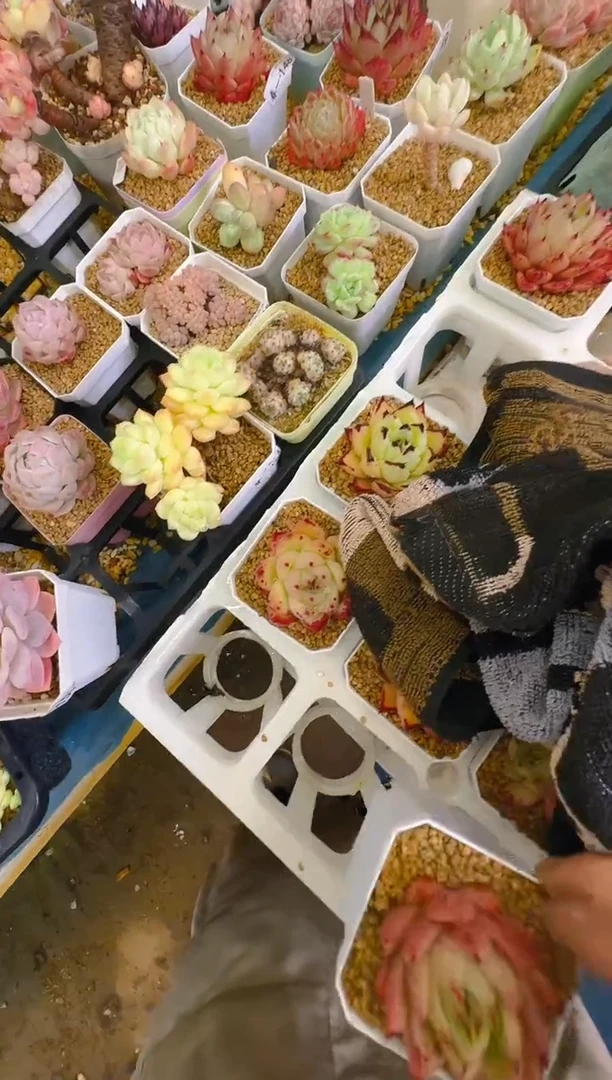 【闪购商品】春—183—仙农(宝箱）