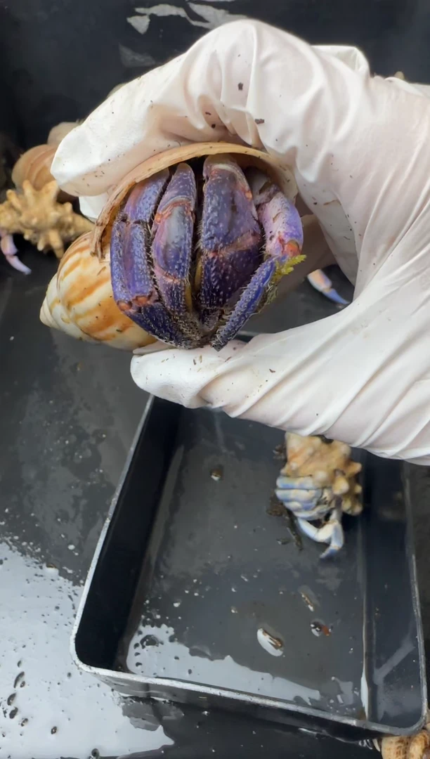 3.2口缺退紫陆寄居蟹