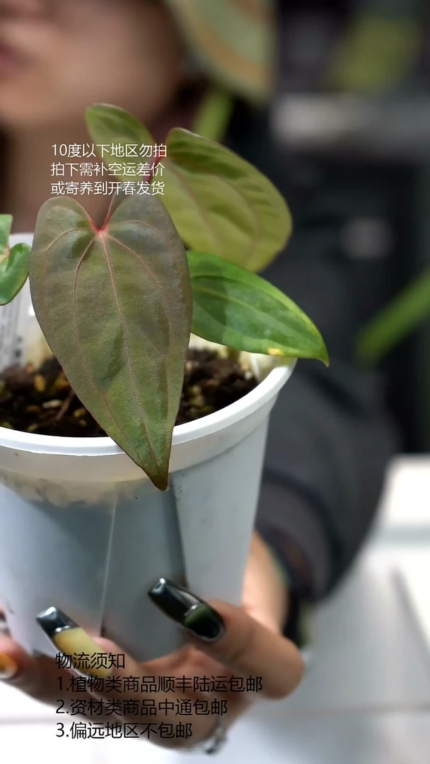 完全开放夜枭花烛