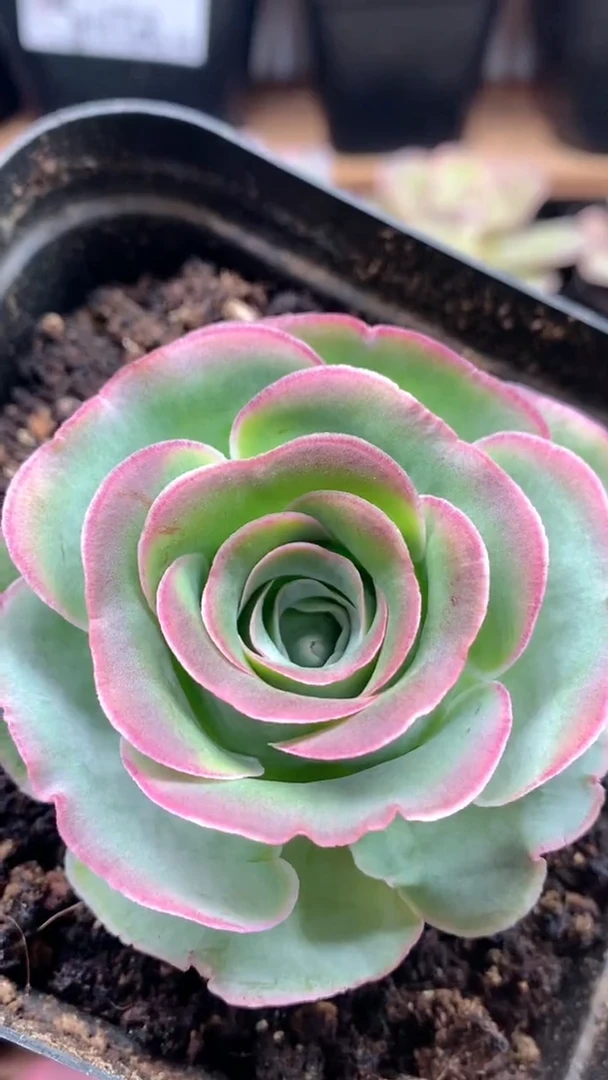 楹楹山地玫瑰/104