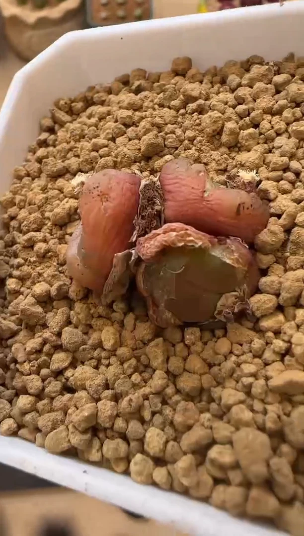 【闪购商品】15-57