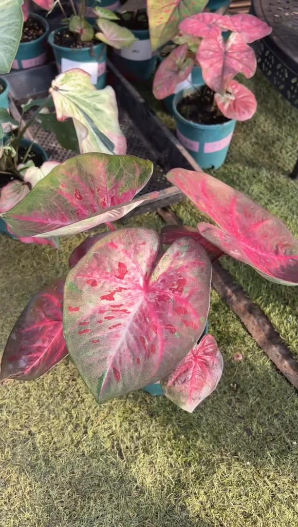 无花朵045芭提雅（泰彩)