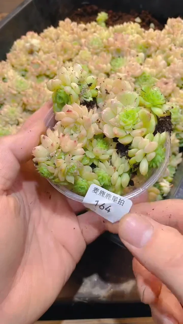 164汉白玉蝴蝶   量拍