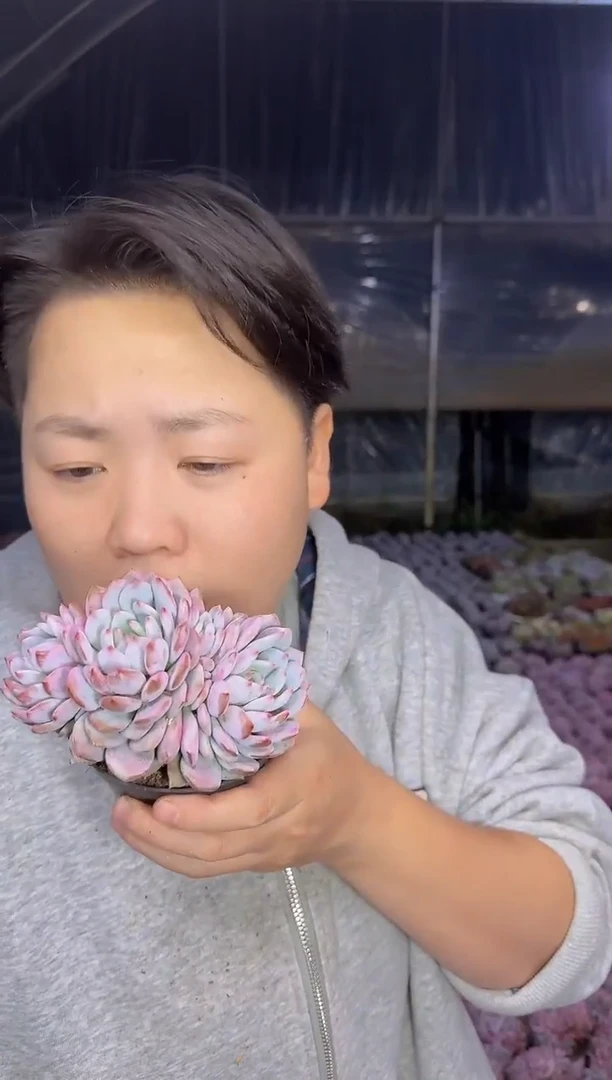 三头小号星星橙带盆土3.99