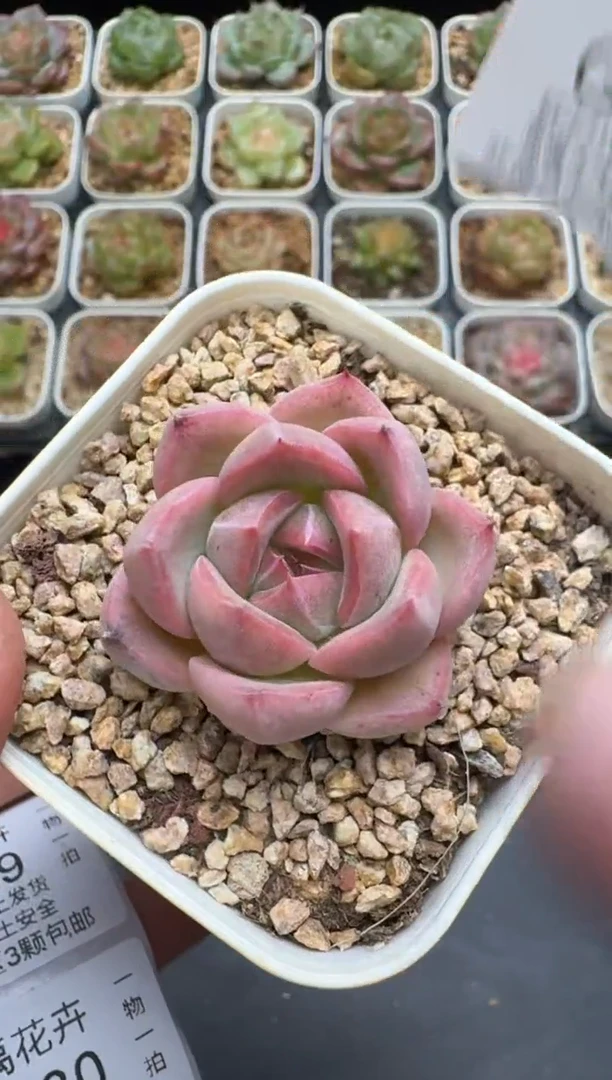 228G云禹多肉植物 脱土纸巾打包 3颗包邮
