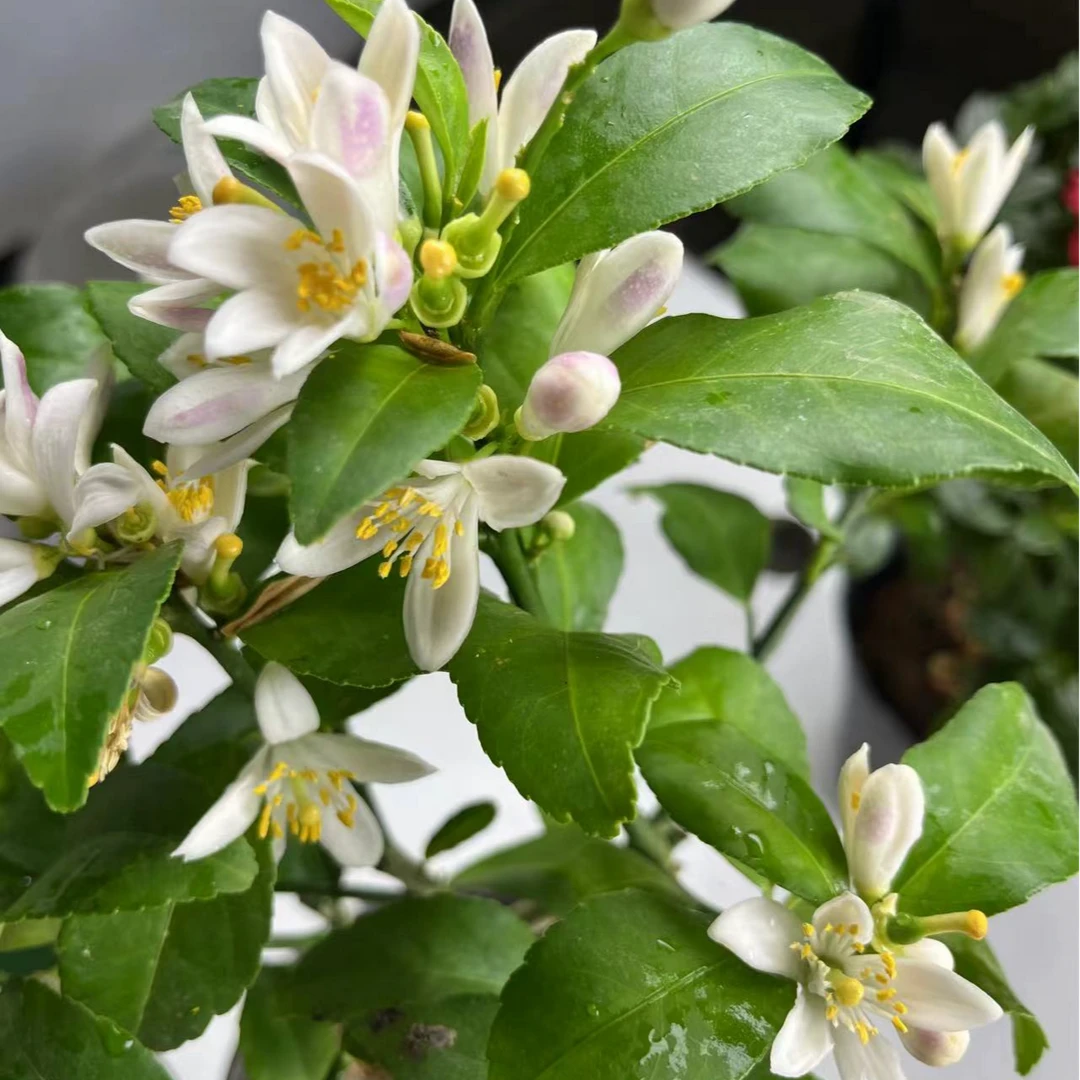 清香型花卉带花苞四季开花原盆土发货室内好养木本花卉盆栽