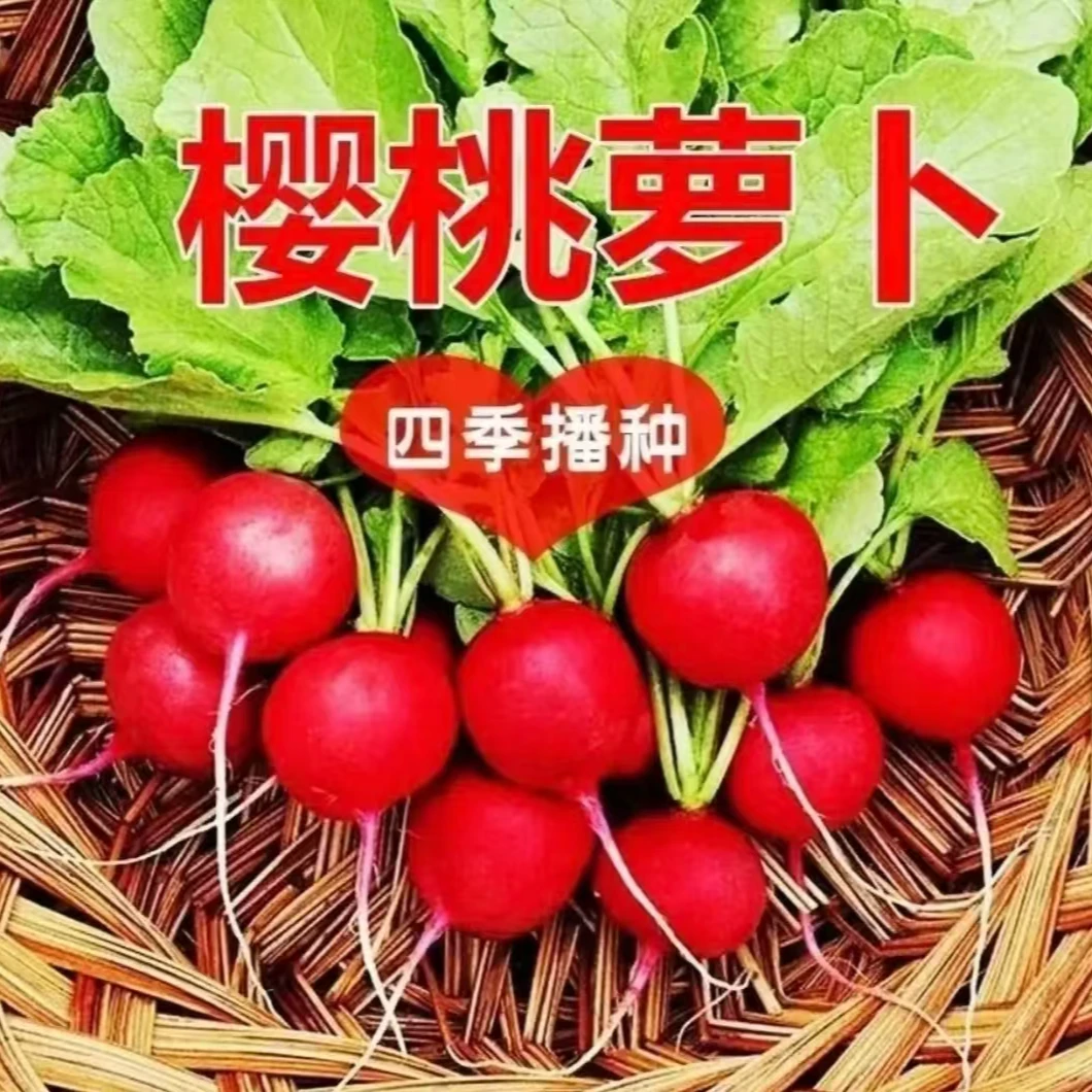 【三包起-种菜团队】四季樱桃萝卜红皮白肉脆甜多汁新鲜蔬菜阳台种