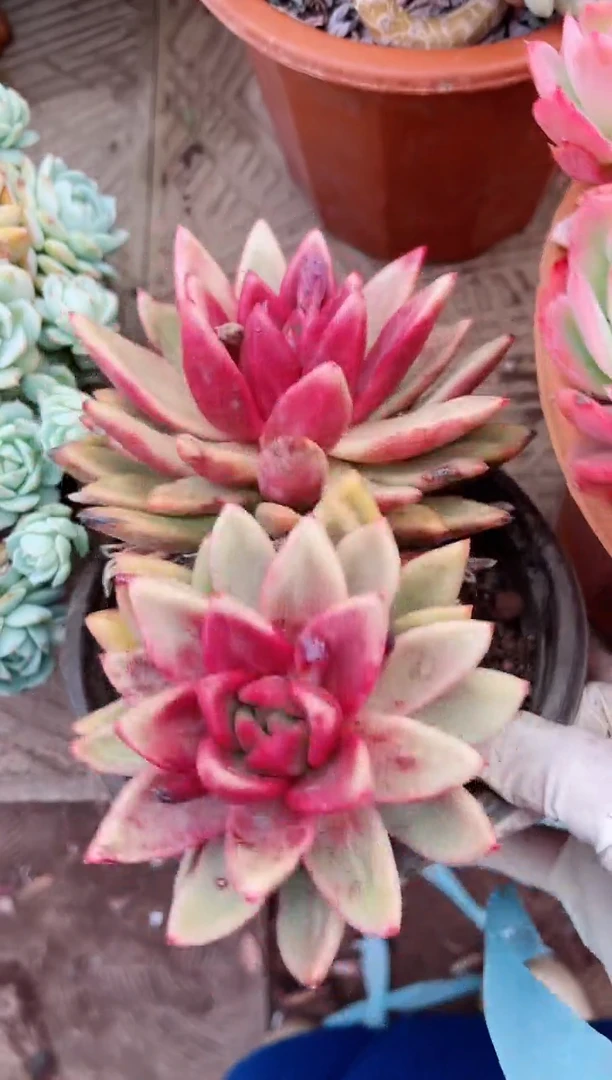 【闪购商品】08149