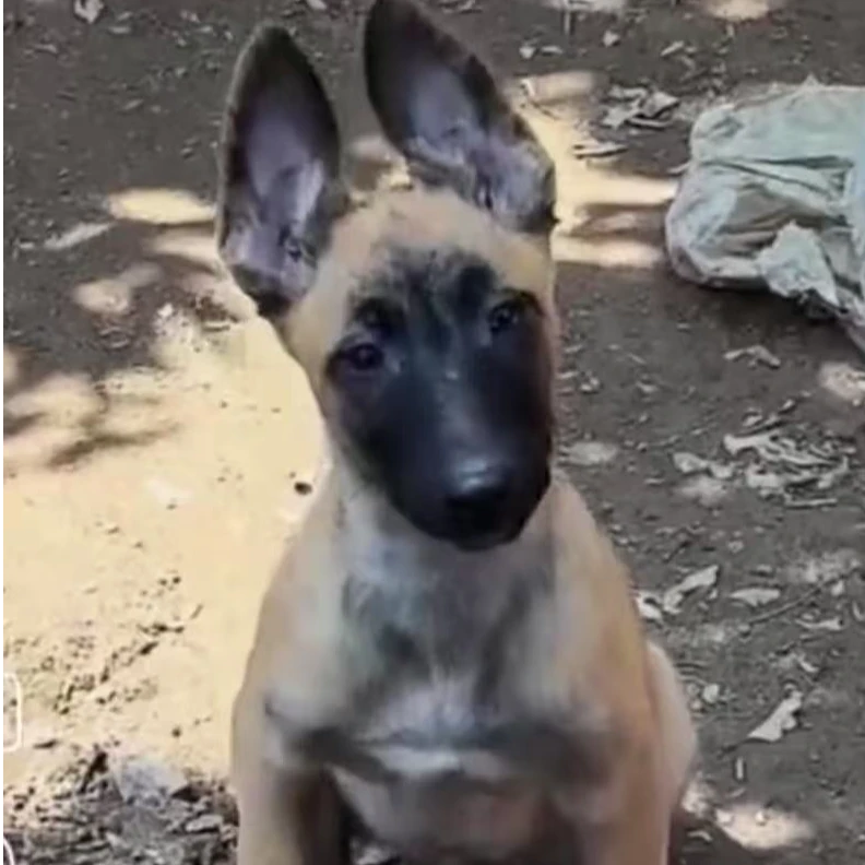 【宽宽马犬】马犬（一物一拍）家庭宠物犬狗狗幼犬