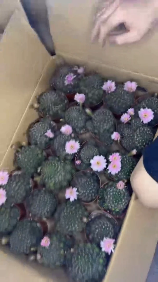 钱转 丽花【带根】不指定带花苞