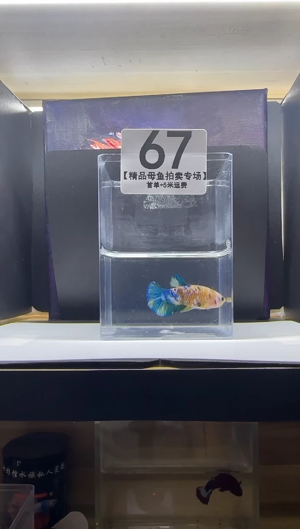 斗鱼母鱼编号：67