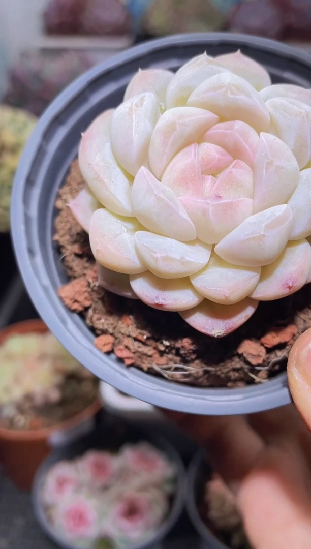 【闪购商品】018蜡像多肉