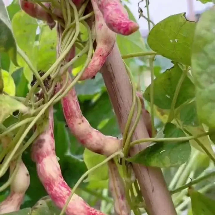 农村小园勾勾红豆角