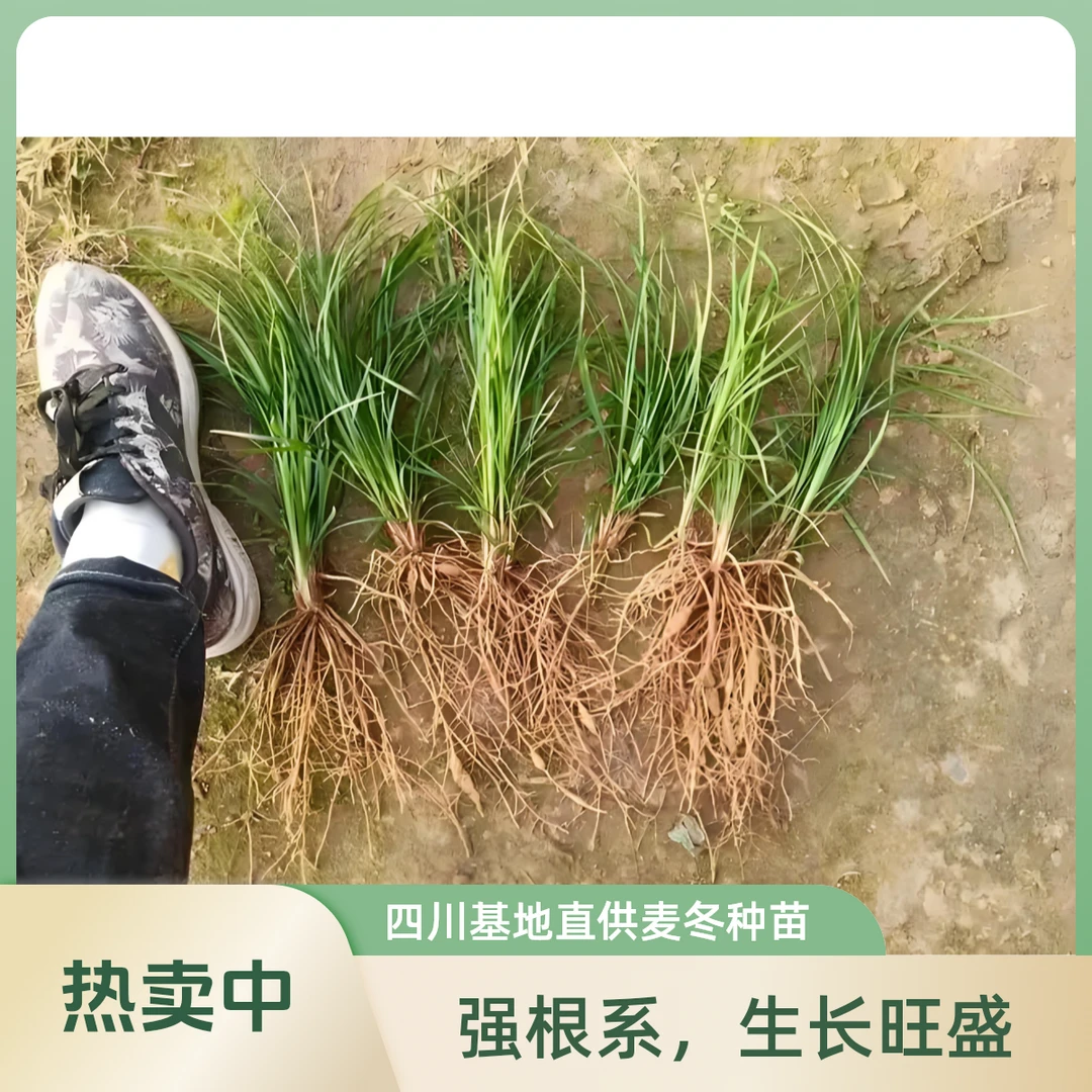 四川基地直供麦冬草种苗四季常青鲜活水培植物绿川麦冬草新鲜