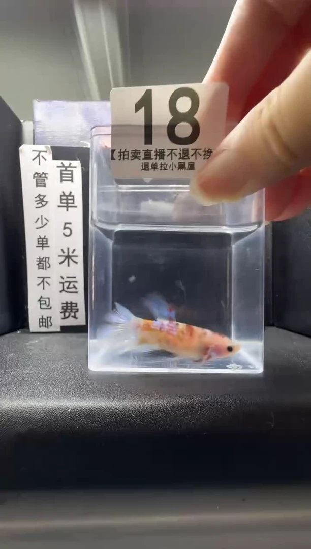 斗鱼母鱼编号：18