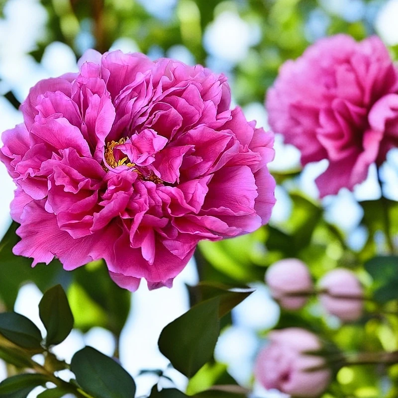 观赏牡丹花室内盆栽绿植花卉重瓣鲜花阳台庭院客厅办公室盆栽盆景
